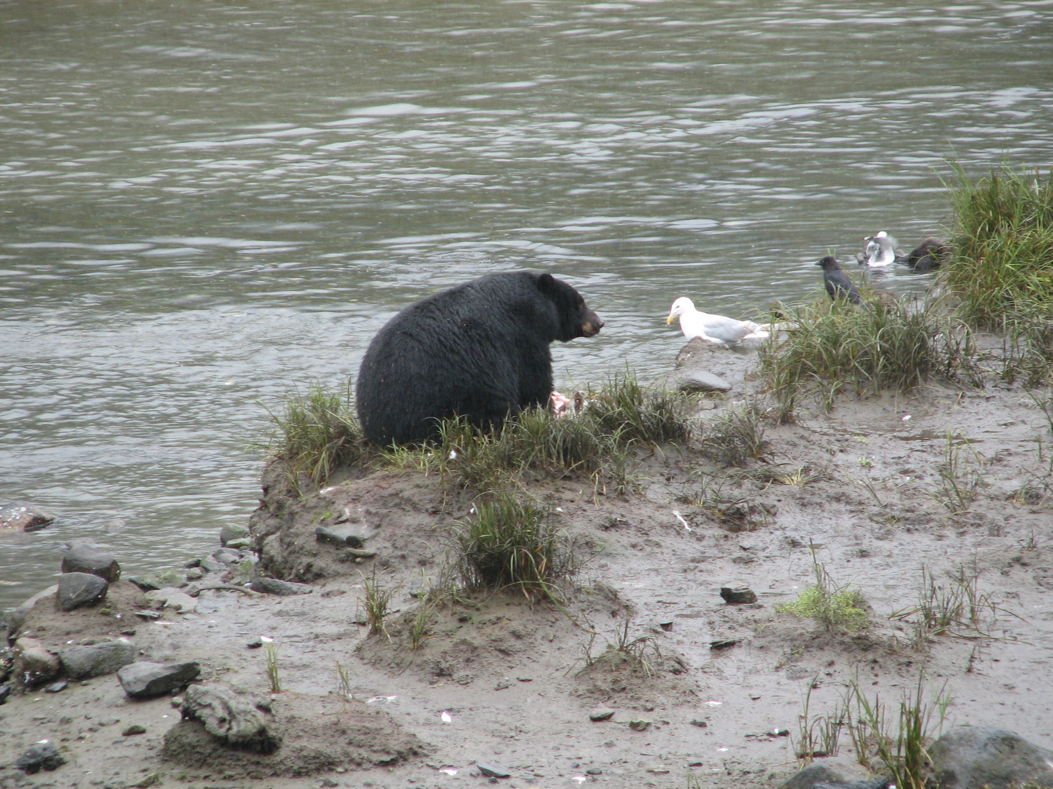 Alaska Bear Catching Salmon