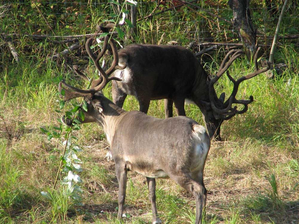 Fairbanks Deer