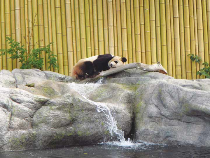 Toronto Zoo, Panda