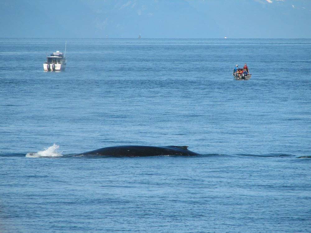 Alaska - Whale Watching