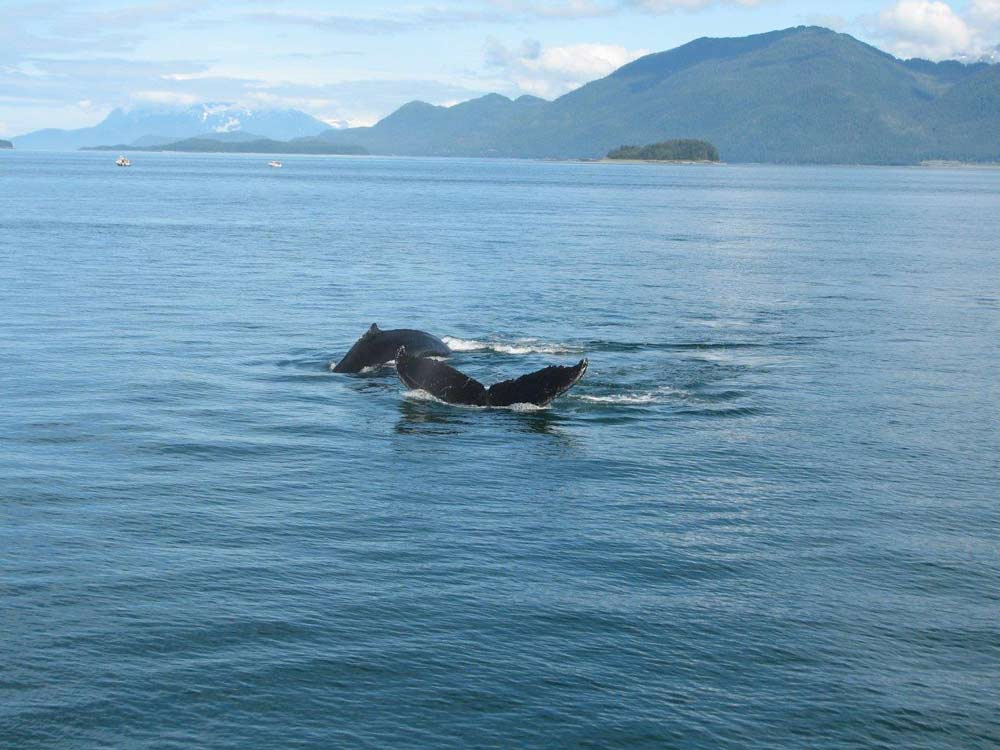 Alaska - Whale Watching