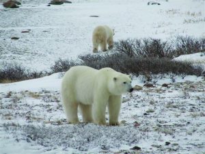 Polar Bear Migration, Churchill, Manitoba – the Ultimate Canadian Experience
