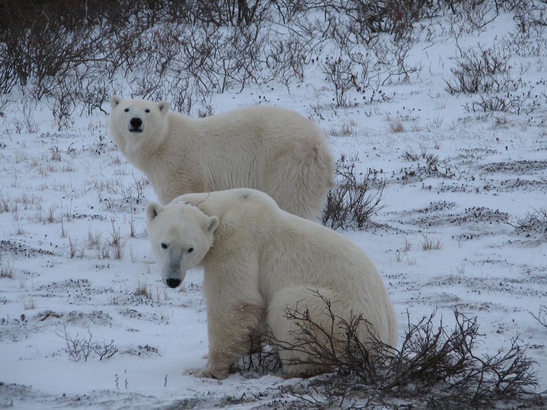 2 Polar Bears