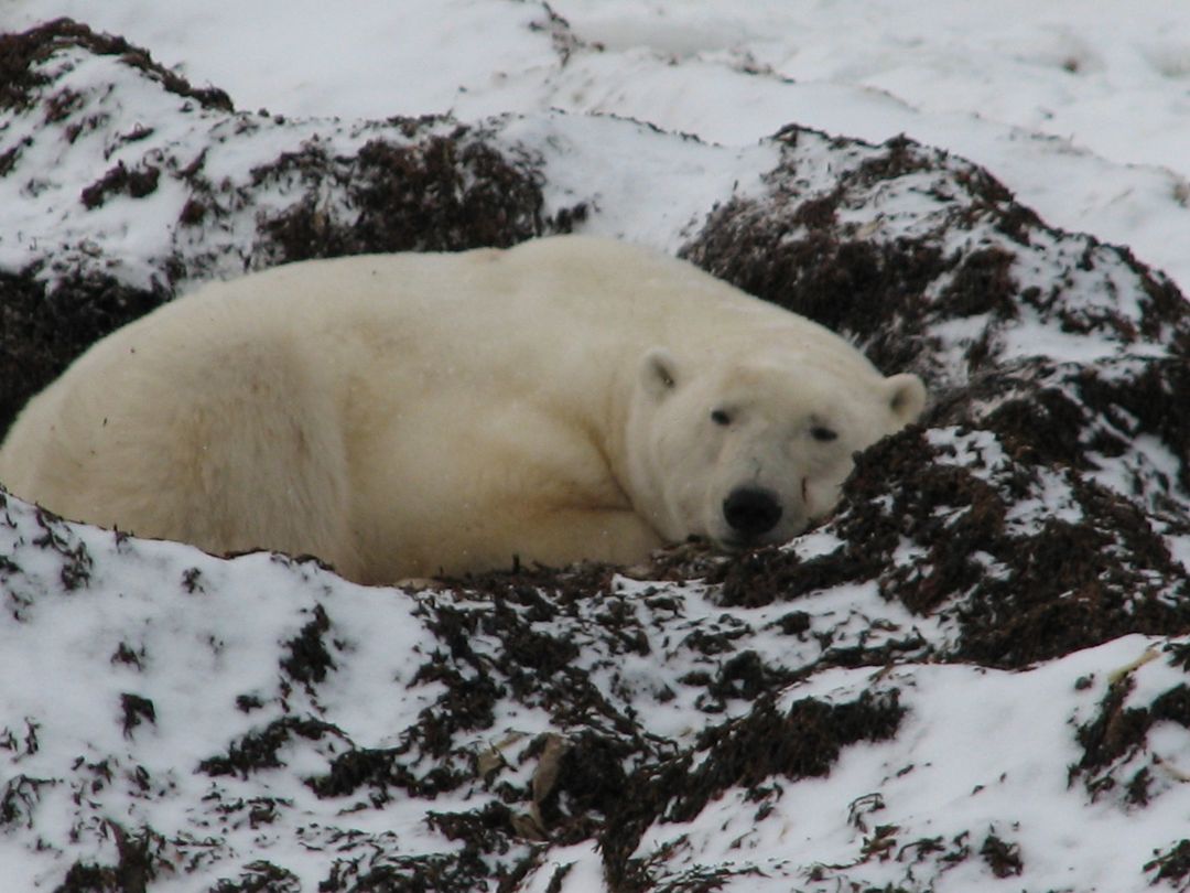Polar Bear sleeping