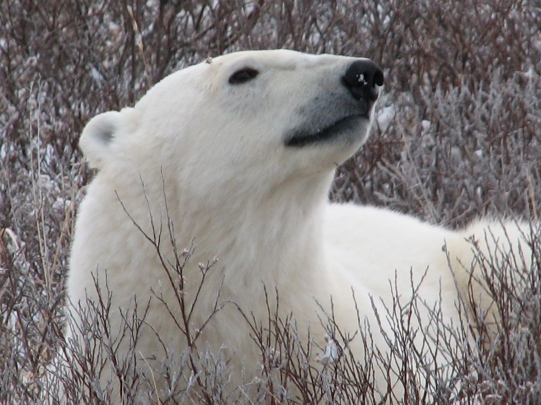 Polar Bear sniffing air